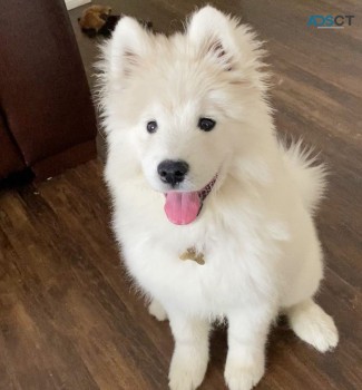 Adorable Samoyed Puppies