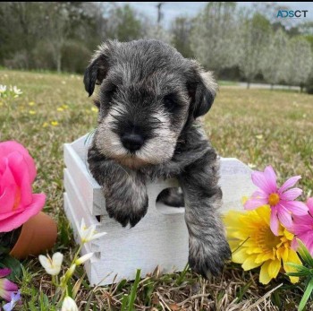 Miniature Schnauzer Puppies 