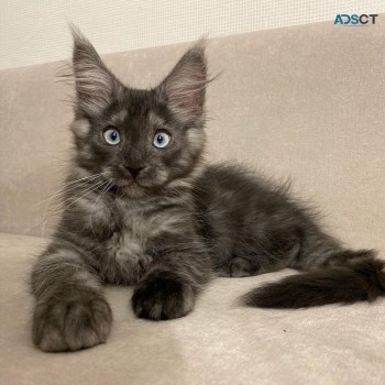 3 Maine Coon kittens for Adoption