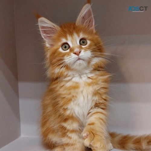 3 Maine Coon kittens for Adoption