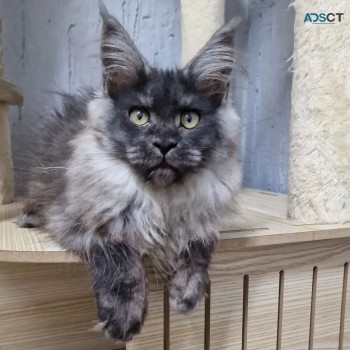 Charming Maine Coon Kitten For Sale