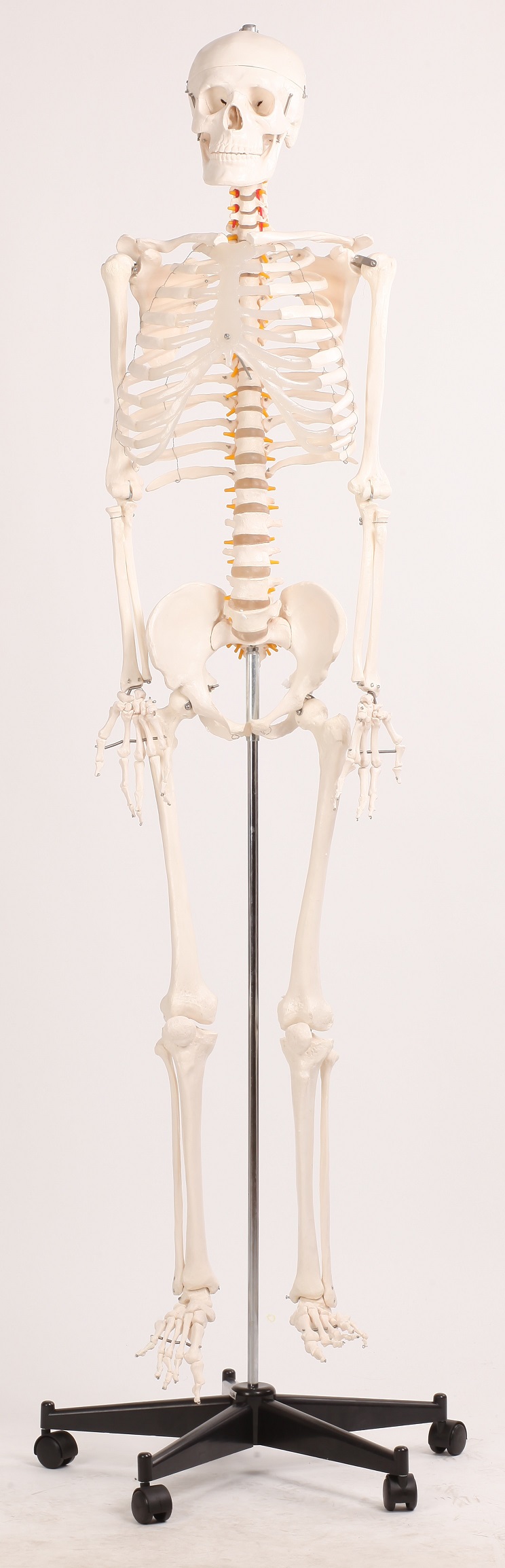 Human Skeleton Anatomical Model 180cm  Z2324