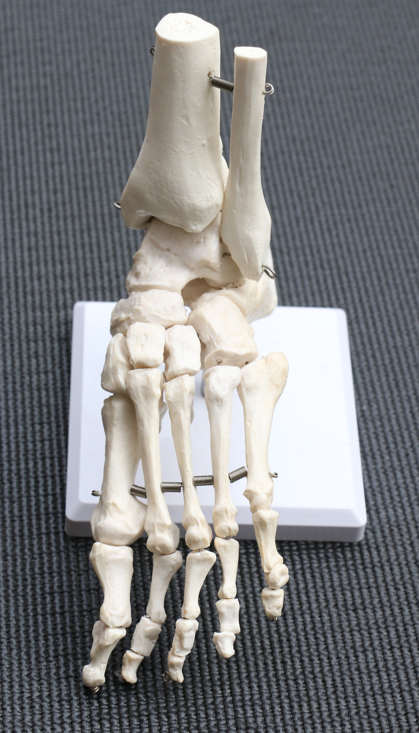 Life Size Foot Joint Anatomical Model Skeleton  Z2655