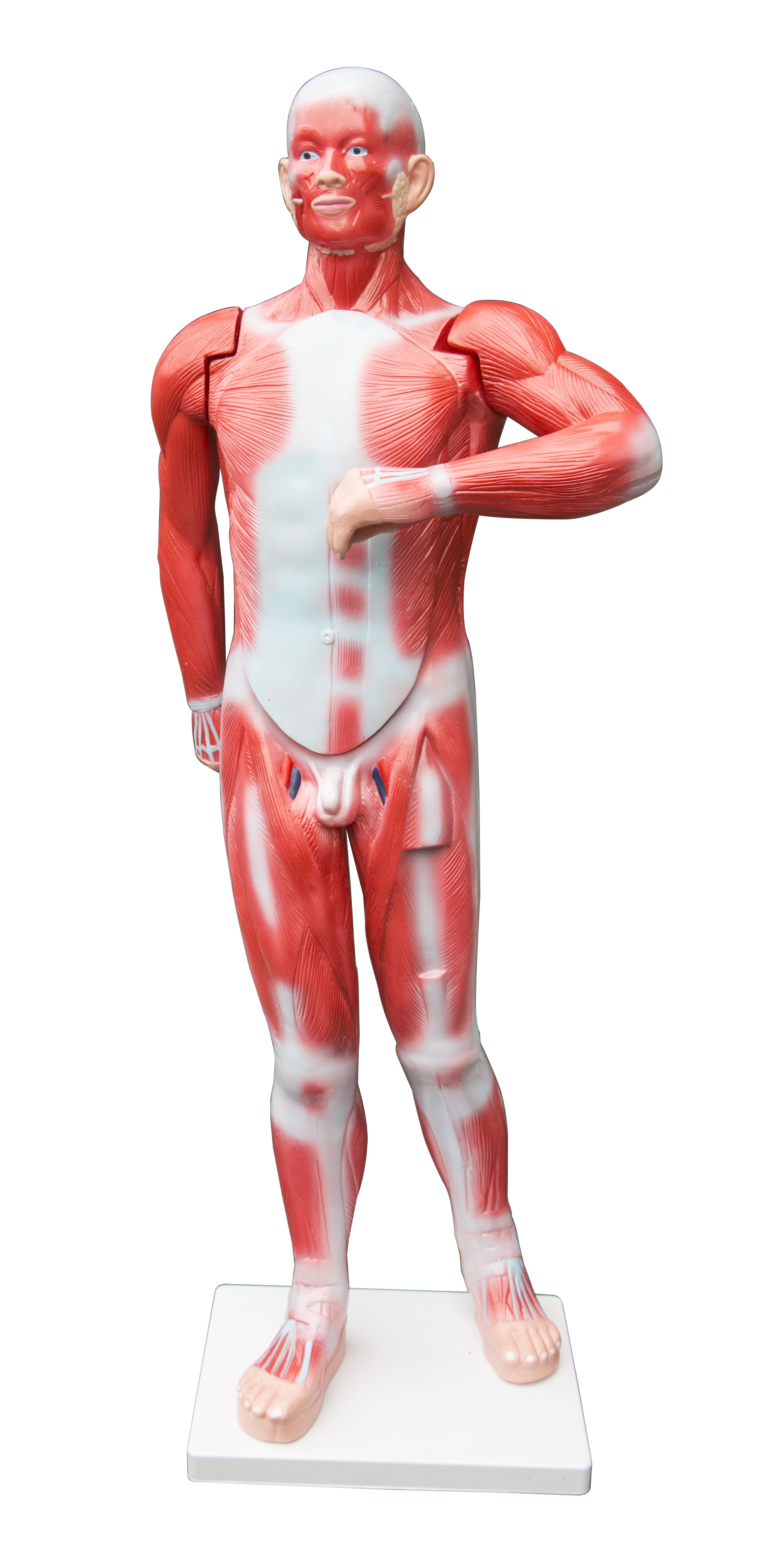 Human Anatomical Muscular Model Muscle System  Z2658