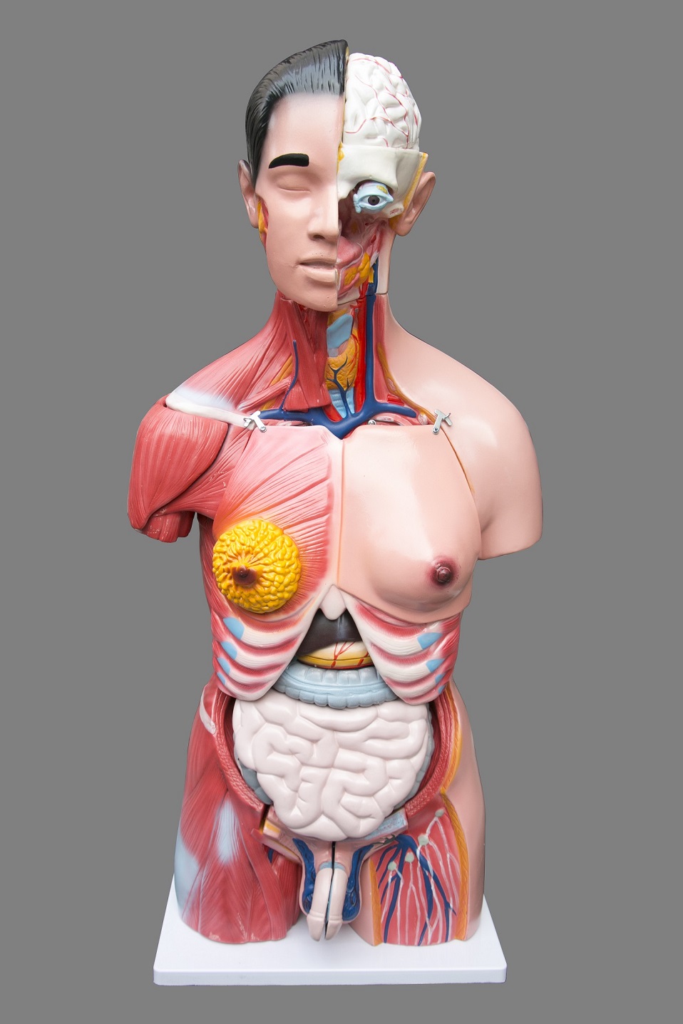 Human 80cm Unisex Torso Anatomical Model Skeleton Life Size  Z2661