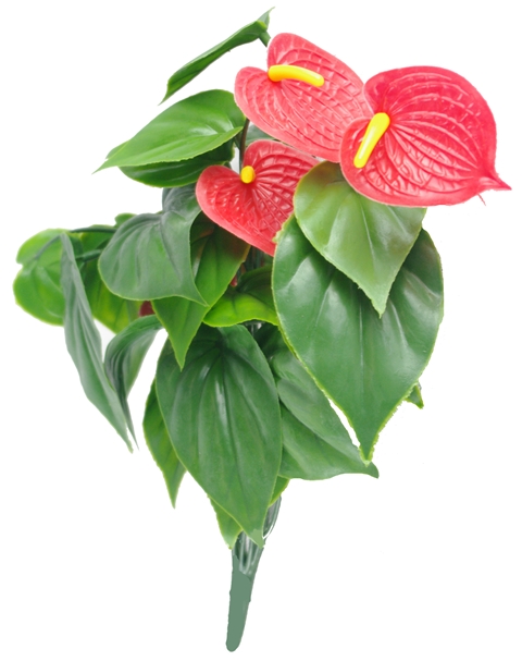 Red Anthurium Bunch UV  Z3101