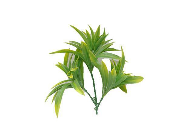 Dracaena (Yucca) Stem UV  Z3113