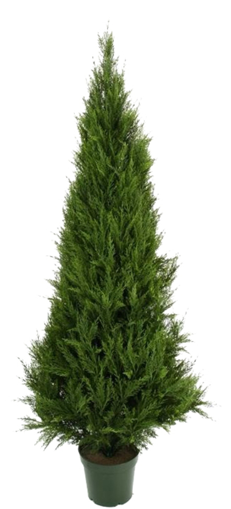 UV Resistant Cypress Pine Tree 1.8m  Z3127