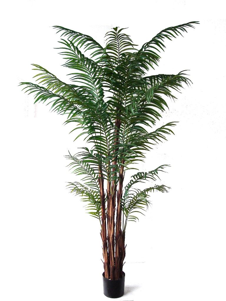 Areca Palm On Raphis Trunk 2.1m  Z3133