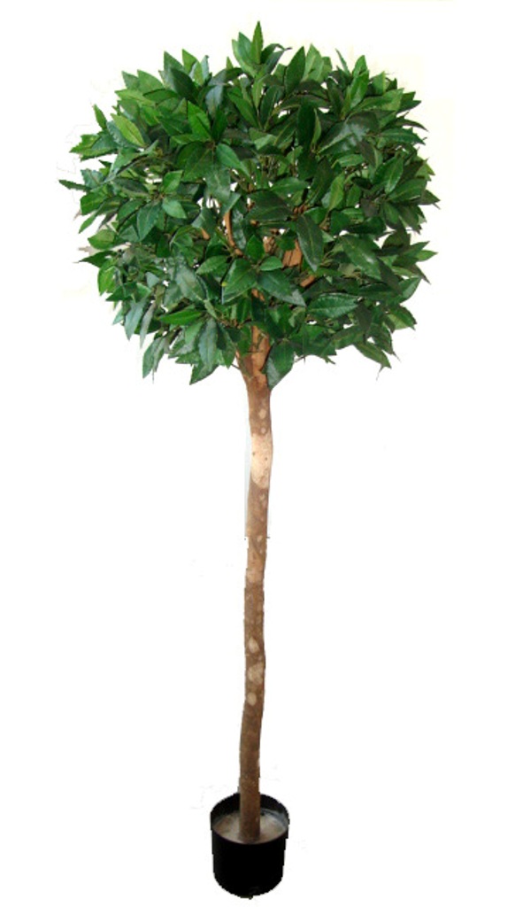 Bayleaf Ficus Single Ball Topiary 1.5m  Z3134