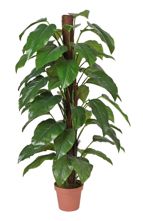 Money Plant (Aureus) - 155cm  Z3147