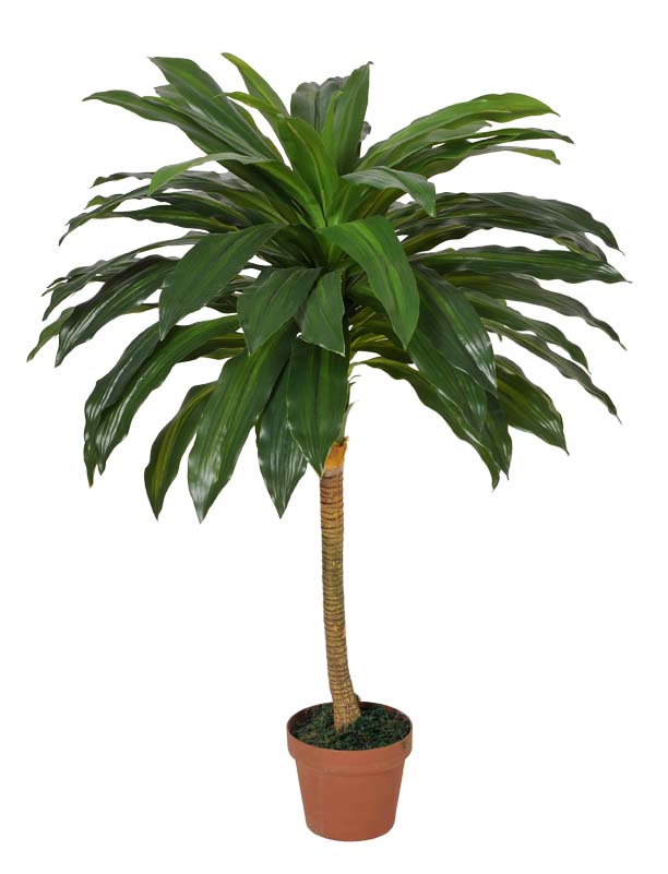 Dracaena Fragrans (Corn Plant) 100cm  Z3149