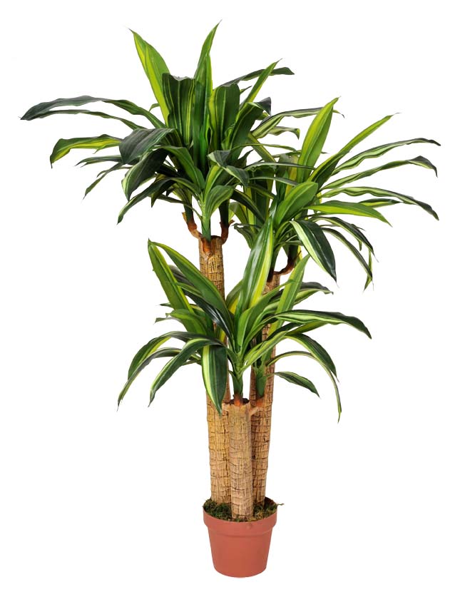 Artificial Dracaena Fragrans (Corn Plant) 130cm Multiple Stems  Z3150