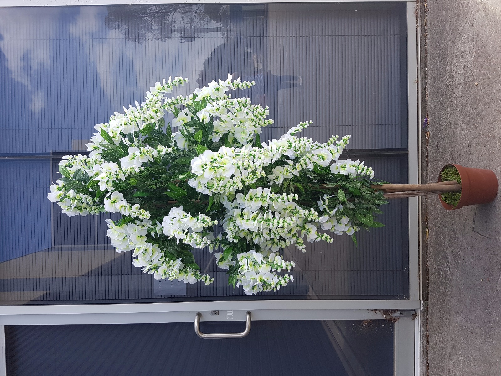 Draping White Flowering Wisteria 185cm  Z3153