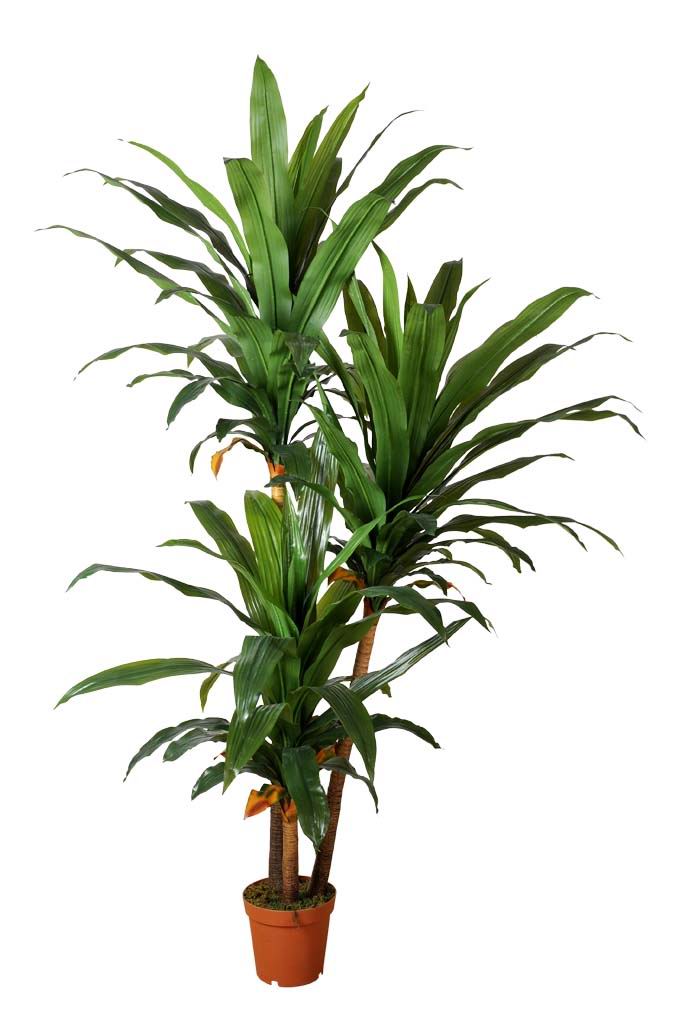 Artificial Dracaena 230cm  Z3160