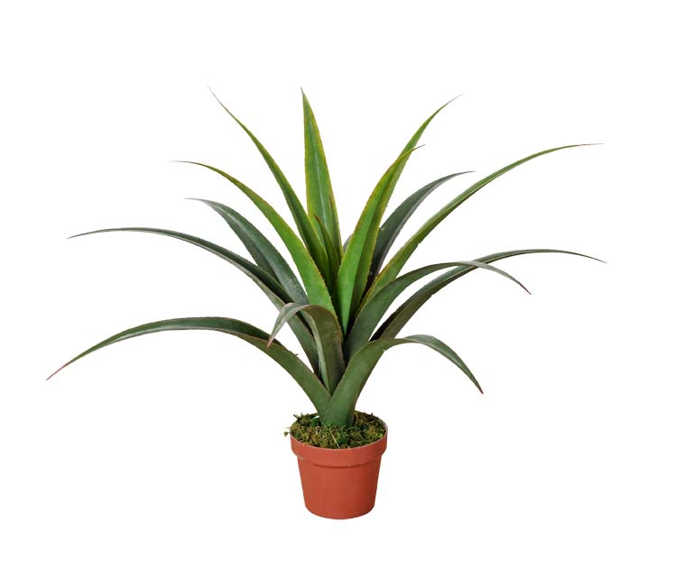 Artificial Dracaena Plants 80cm  Z3161