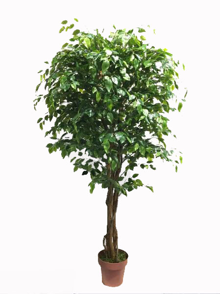 Artificial Rounded Ficus Tree 170cm  Z3166