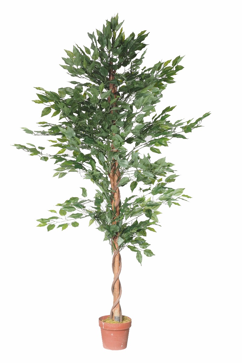 Artificial Bushy Ficus Tree 180cm  Z3193