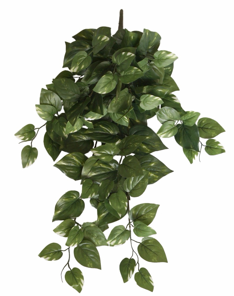 Philodendron Hanging Bush 73cm  Z3198