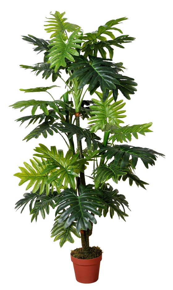 Split Leaf Multi Trunk Philodendron (King Philodendron) 150cm  Z3200