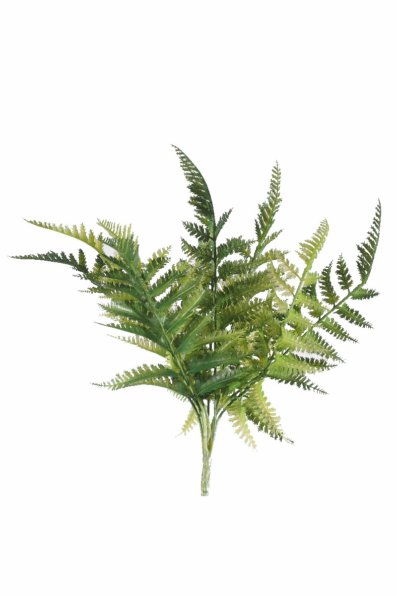 Dryopteris Fern Stem 30cm  Z3209