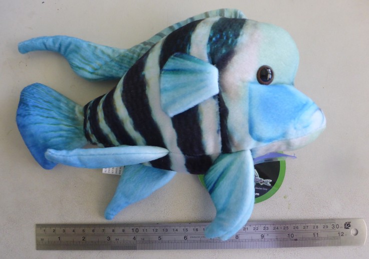 Plush Frontosa